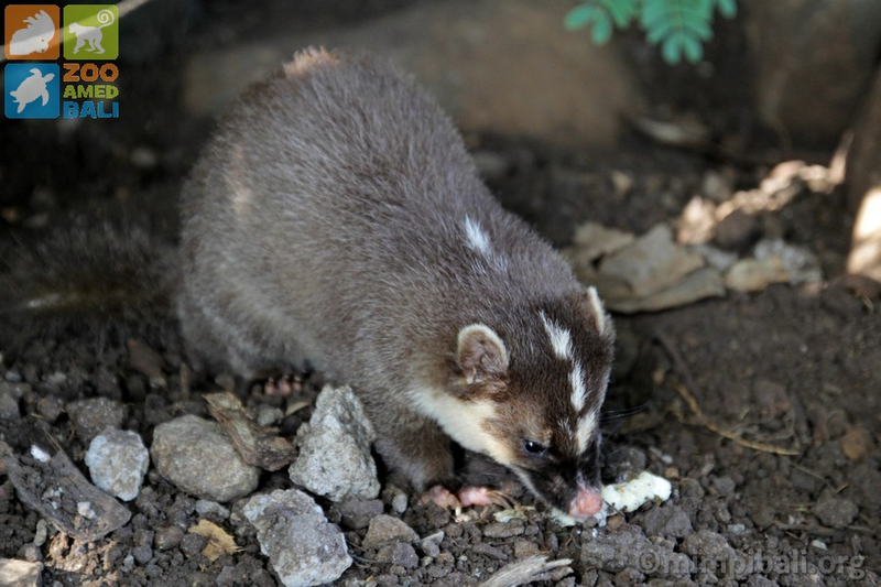 Illustration for article titled Monday Mustelid - Melogale orientalis Edition